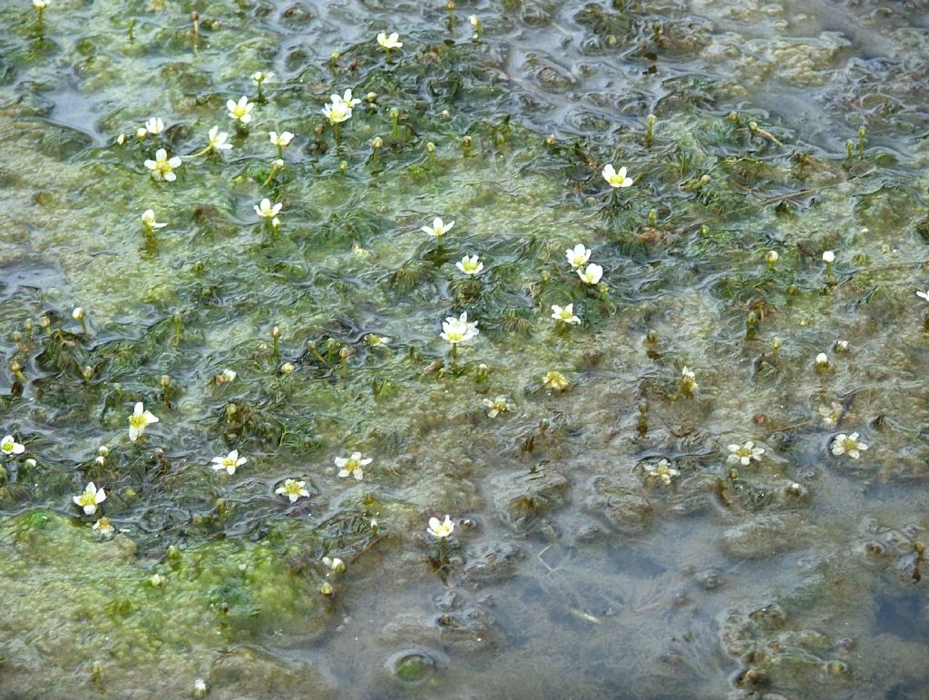 Ranunculus da determinare-3